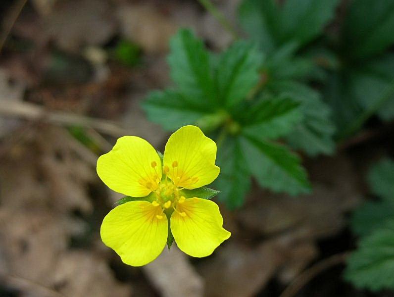 Potentilla erecta / Cinquefoglia tormentilla